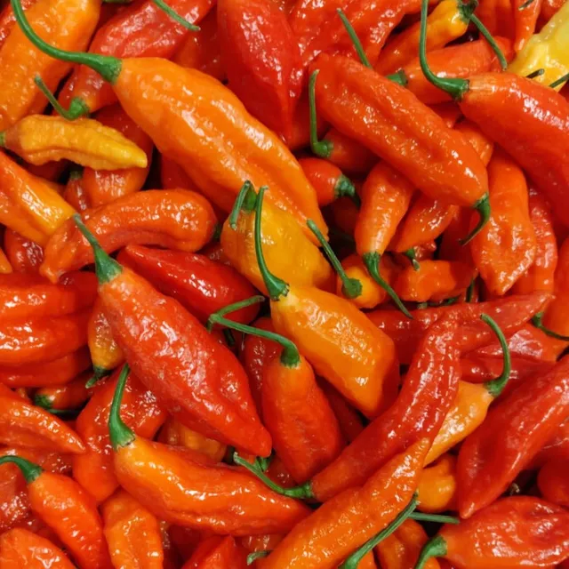 fireland-foods-bhut-jolokia-frische-chili-100g-extrascharf image 1