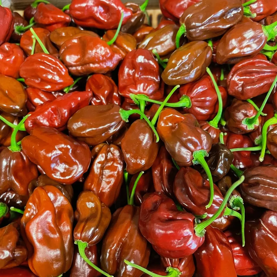 fireland-foods-frische-habanero-choco-chilis-100g-sehr-scharf image 1