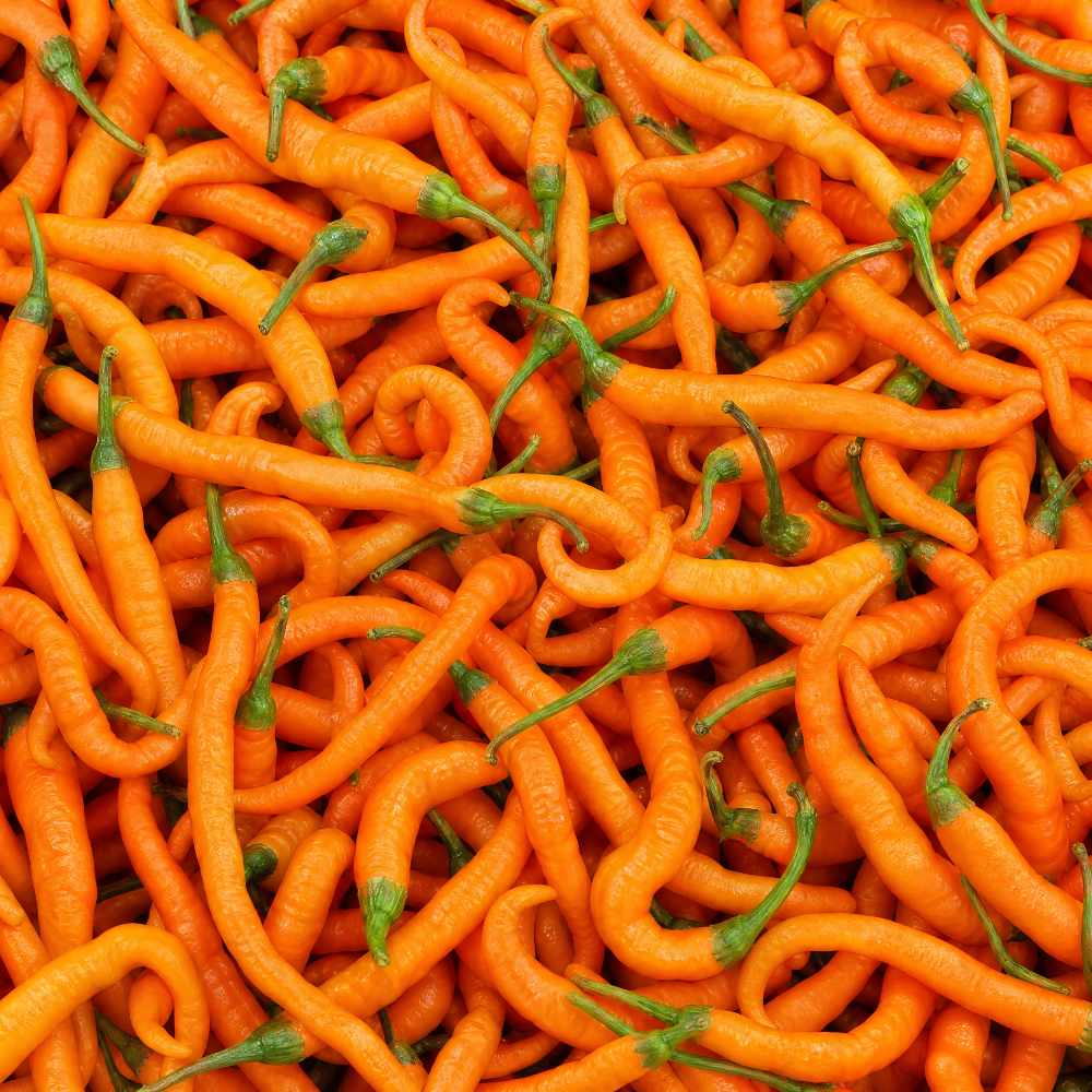 fireland-foods-turuncu-spiral-frische-chili-100g-mild image 1