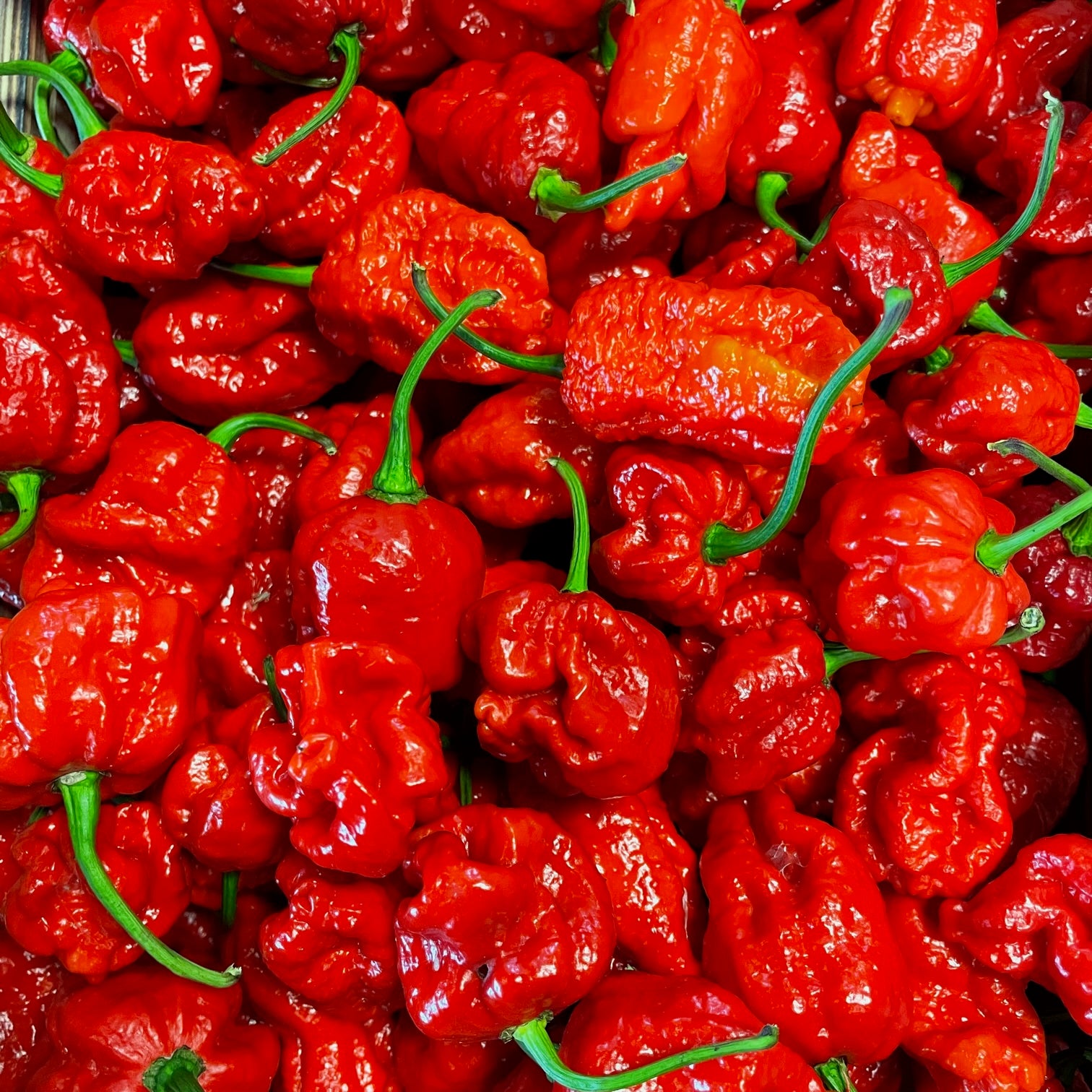 fireland-foods-frische-carolina-reaper-chili-100g-super-hot image 1