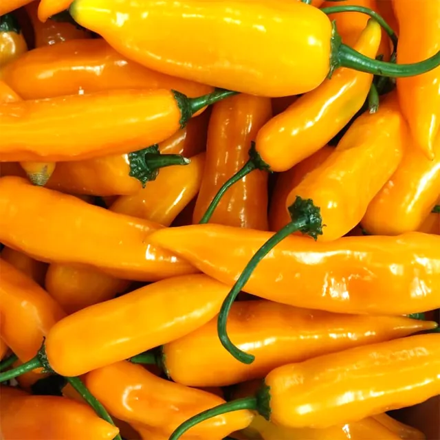 fireland-foods-aji-amarillo-frische-chili-200g-fruchtig image 1