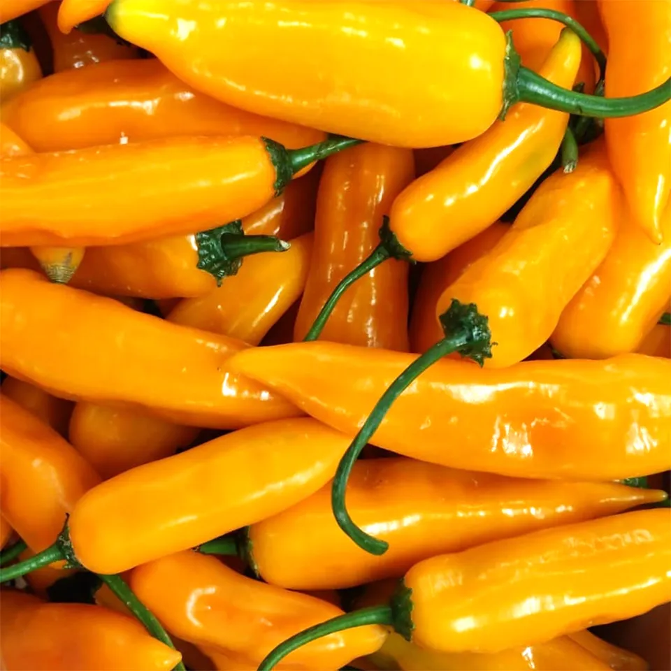 fireland-foods-aji-amarillo-frische-chili-200g-fruchtig image 1