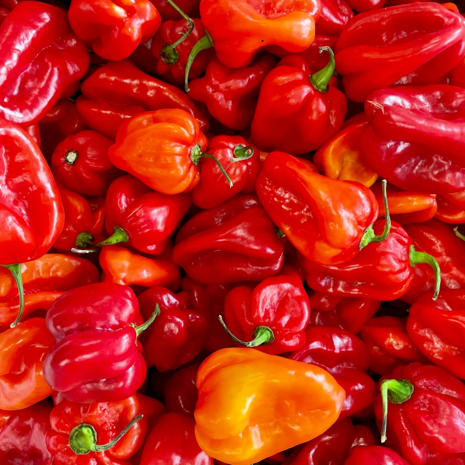 fireland-frische-chili-habanero-rot-chilis-200g-sehr-scharf image 1