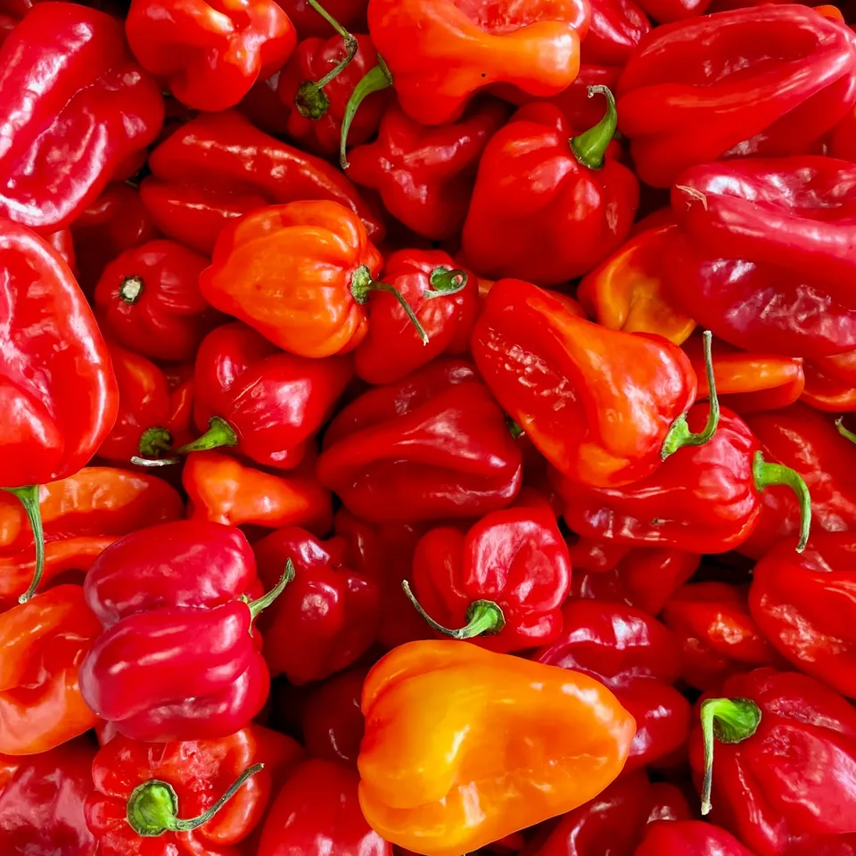 fireland-frische-chili-habanero-rot-chilis-200g-sehr-scharf image 1