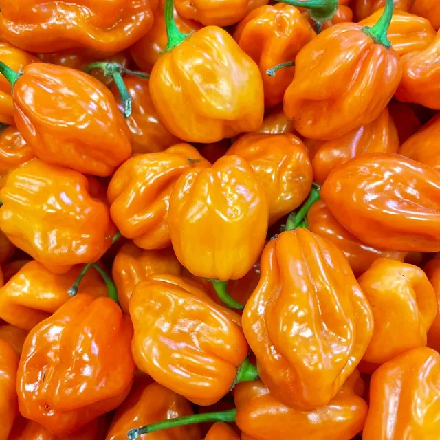 fireland-foods-frische-chili-habanero-orange-100g-sehr-scharf image 1