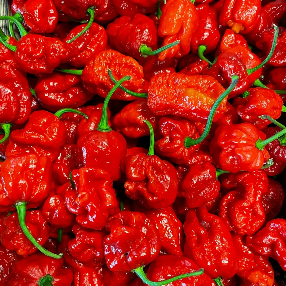 fireland-foods-frische-carolina-reaper-chili-100g-super-hot image 1