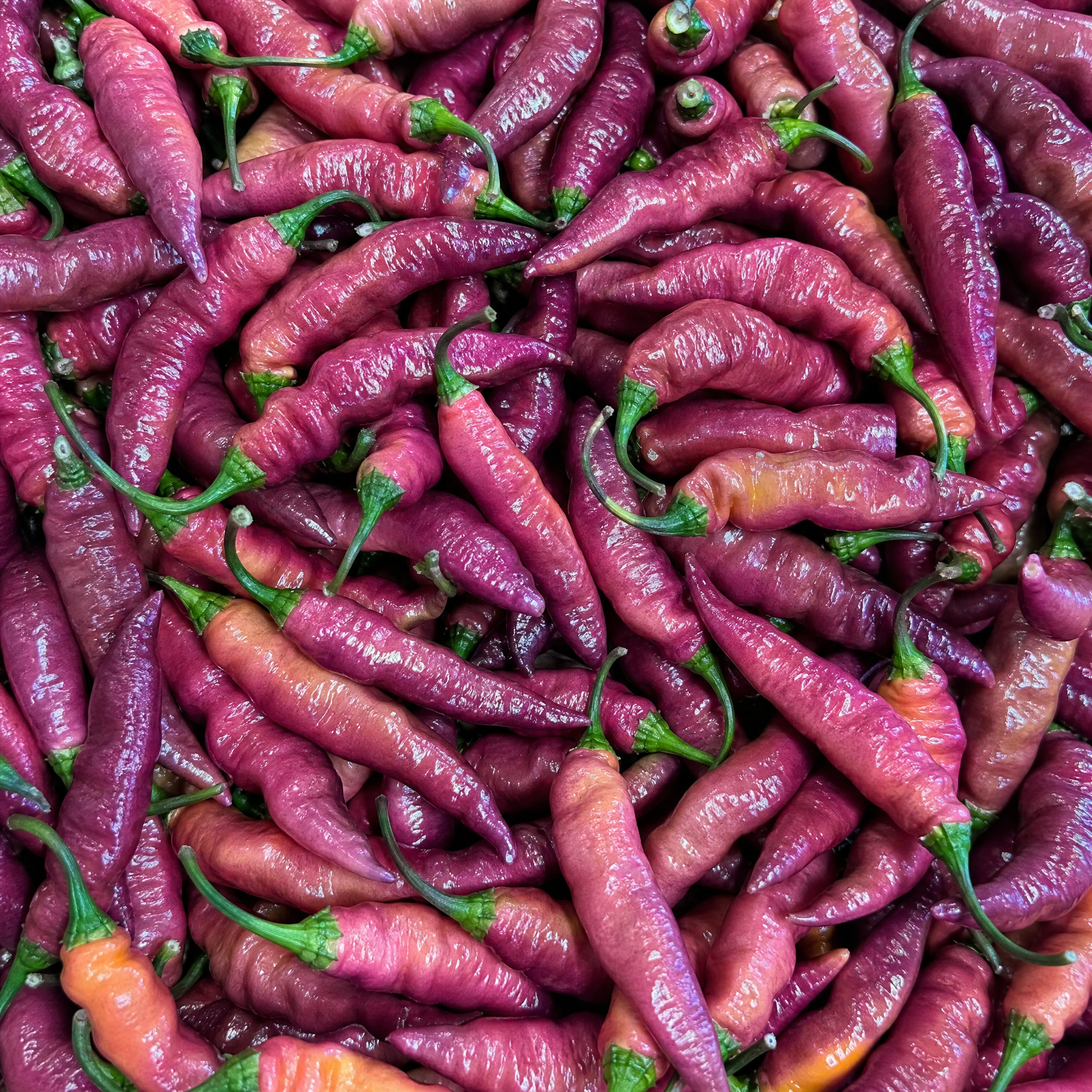 fireland-foods-pink-tiger-frische-chili-100-g-scharf image 1