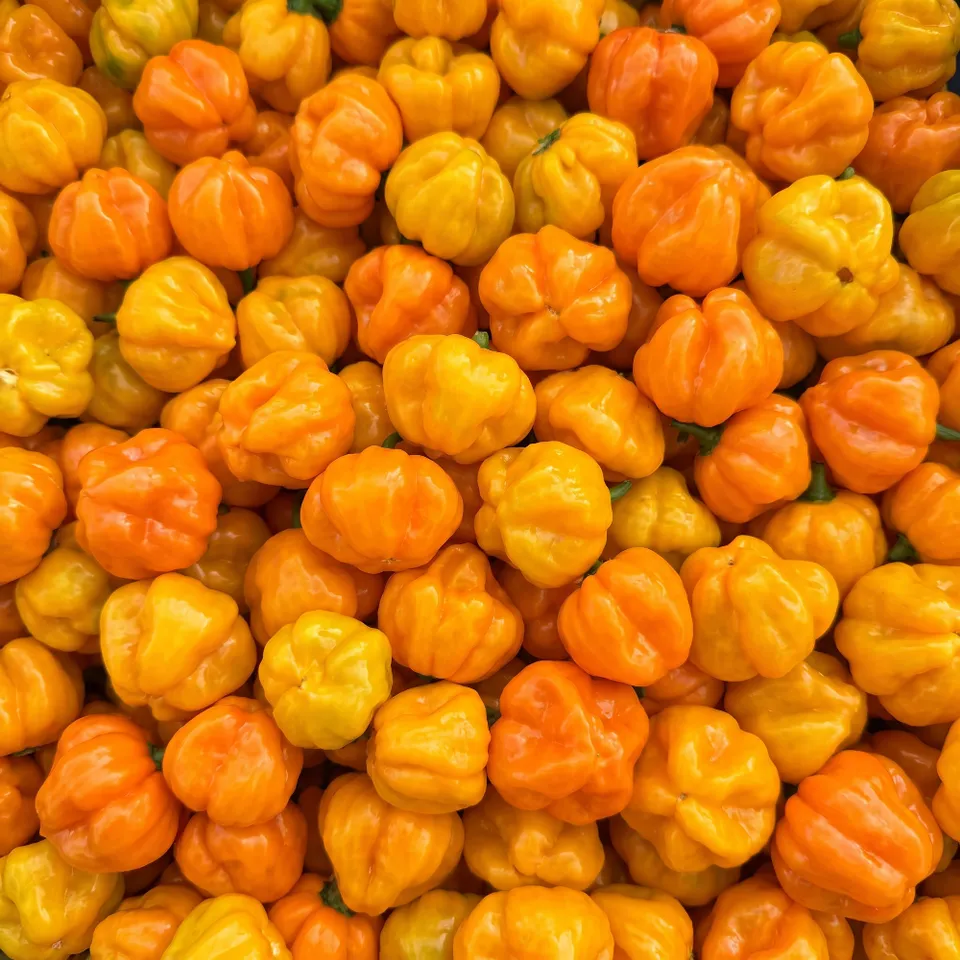 fireland-foods-scotch-bonnet-frische-chili-100g-sehr-scharf image 1